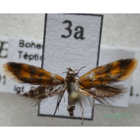 Promalactis procerella (Denis & Schiffermüller, 1775) Czech3a